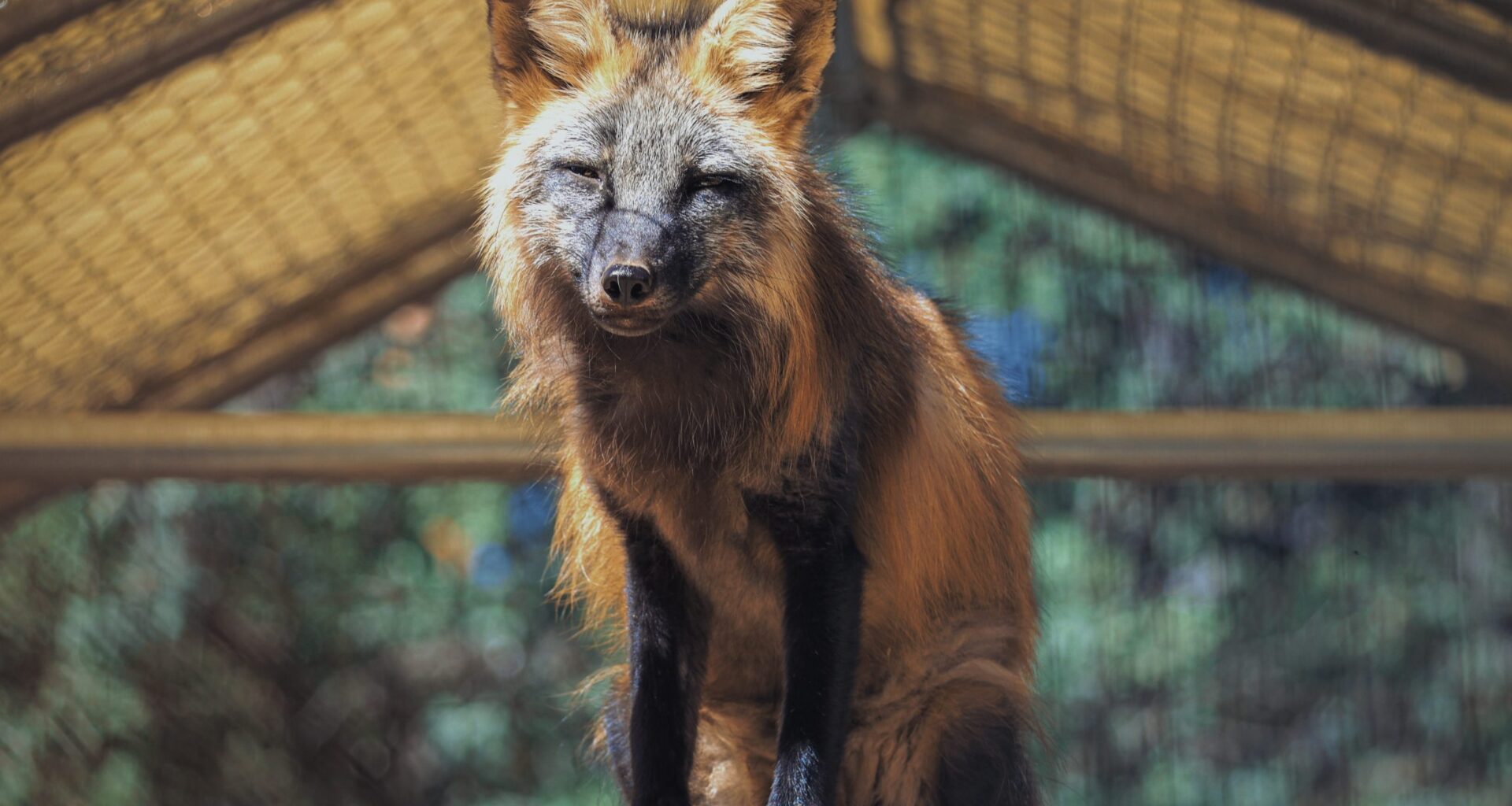 Russian foxes arrive in San Diego after violent trip