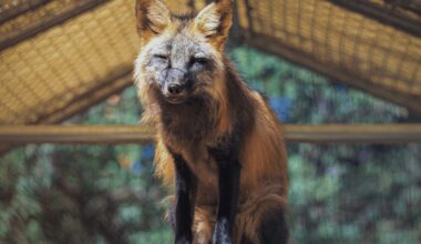 Russian foxes arrive in San Diego after violent trip