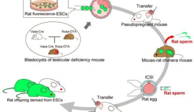 Mouse hosts produce functional rat sperm, opening new doors for genetic research