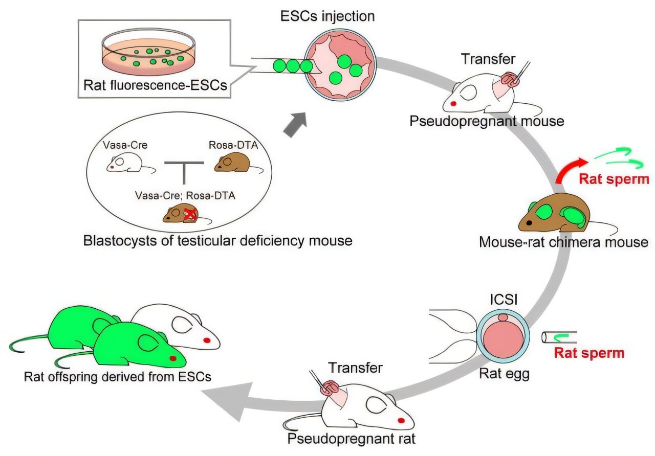 Mouse hosts produce functional rat sperm, opening new doors for genetic research