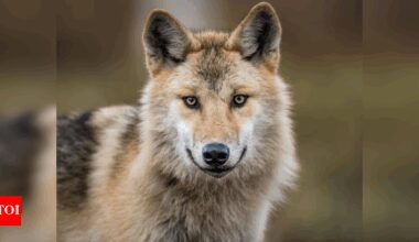 Grey Wolves: Meet the world’s largest wild dog: This fierce predator is taking back its home |