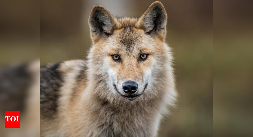 Grey Wolves: Meet the world’s largest wild dog: This fierce predator is taking back its home |