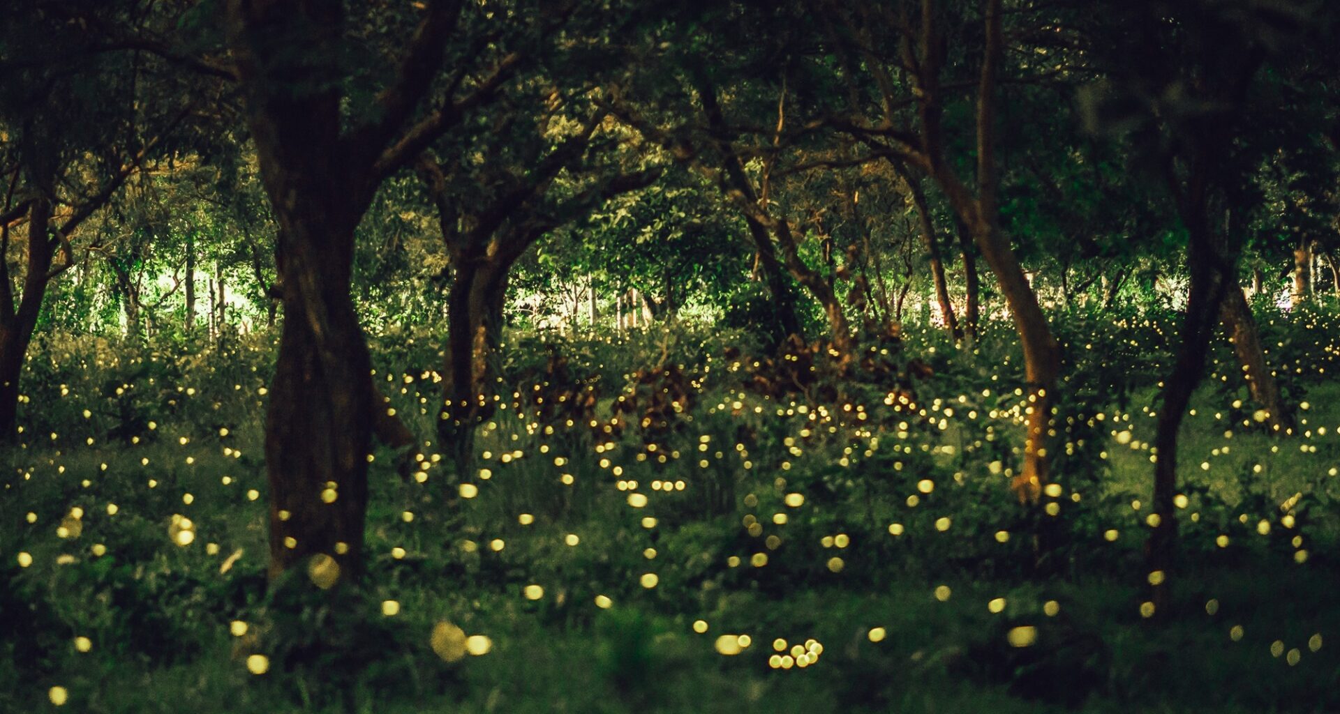 NYC Fireflies Are Back—Here’s Why You’re Seeing More