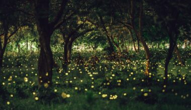 NYC Fireflies Are Back—Here’s Why You’re Seeing More