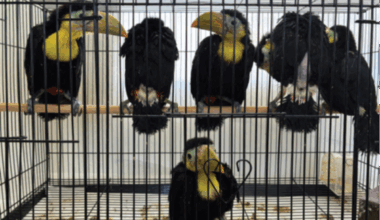 San Ysidro man charged with smuggling 14 toucans in car dash