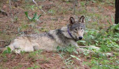 Gray Wolves-Endangered