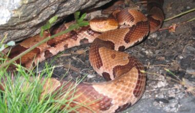Report of venomous snake in Attleboro likely 'misidentification'