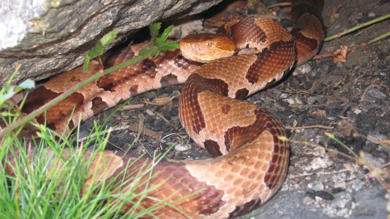 Report of venomous snake in Attleboro likely 'misidentification'