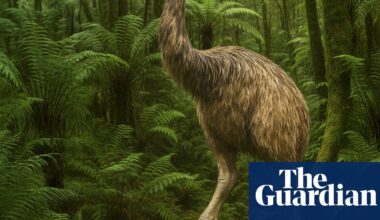 It’s 12ft tall, covered in feathers and has been extinct for 600 years – can the giant moa bird really be resurrected? | Extinct wildlife
