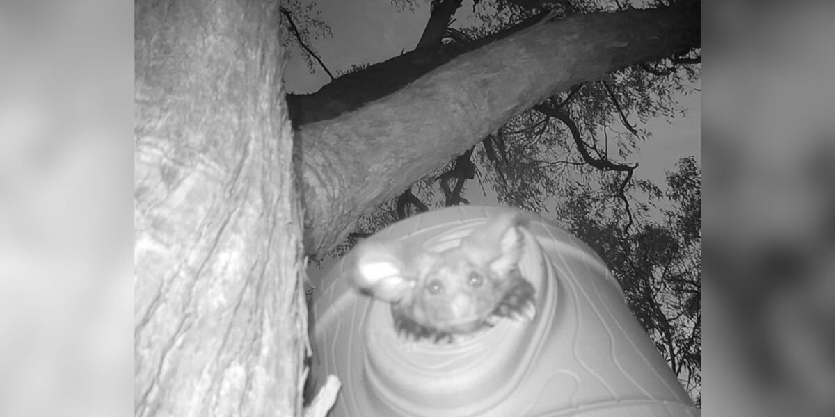 Adorable, Extremely Rare Animal Thrills Researchers When She Appears On Hidden Cam