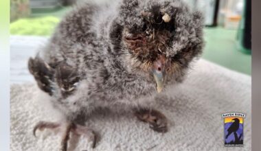 Tiny Owl Opens His Eyes For The First Time Thanks To A 'Miracle'