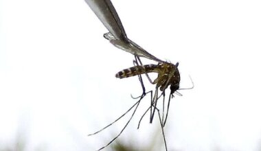 West Nile virus found in Cache County mosquitoes