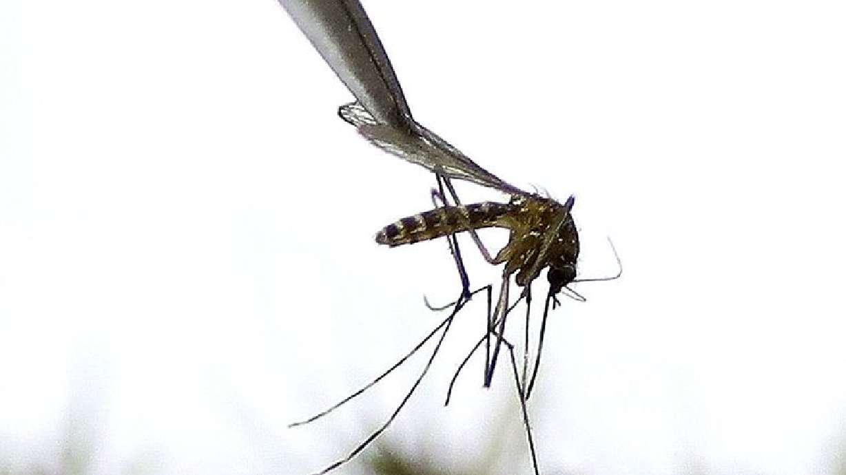 West Nile virus found in Cache County mosquitoes
