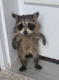 Baby Raccoon Waits On Doorstep All Alone For Someone To Notice Him
