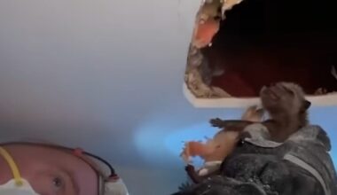 Pile Of Babies Pulled From Ceiling Can't Wait To Be Reunited With Mom