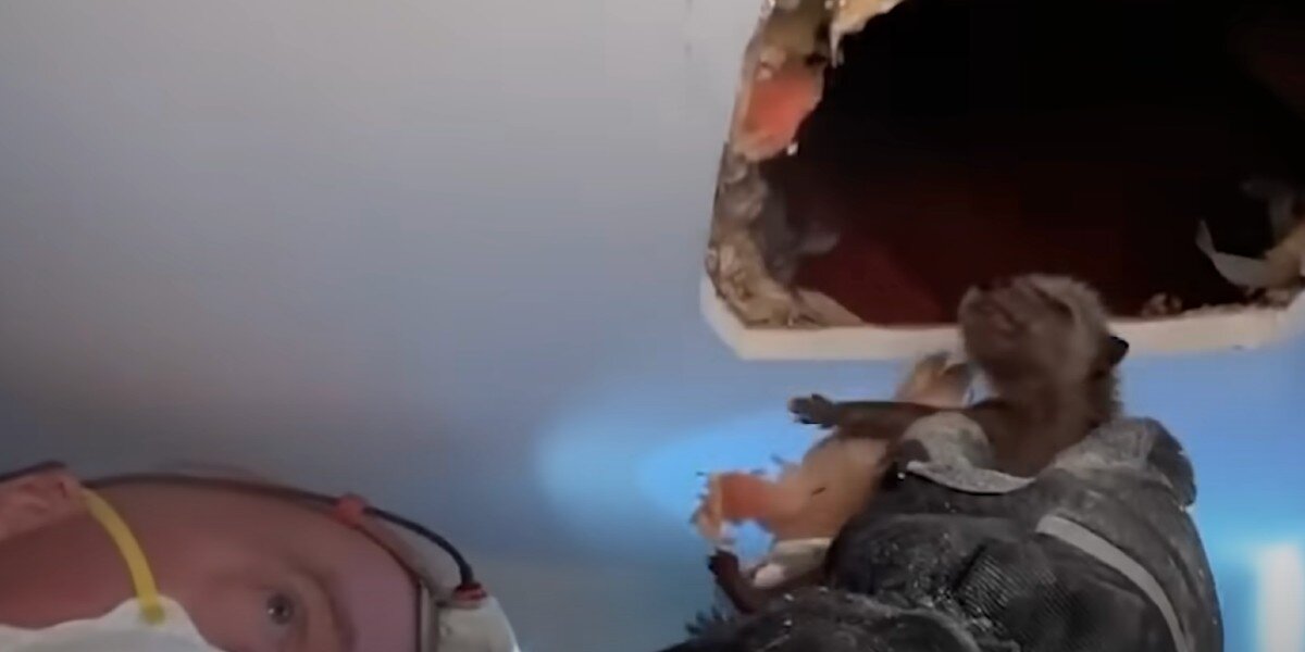 Pile Of Babies Pulled From Ceiling Can't Wait To Be Reunited With Mom