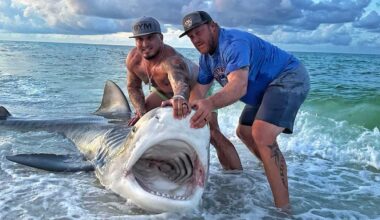 Massive tiger shark estimated at 1K pounds caught on Pensacola Beach