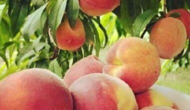 Where to get summer peaches in Fort Worth and more top news