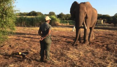 Elephants gesture with an intention to communicate their desires, study finds