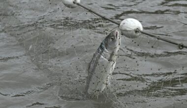 Court affirms split federal-state salmon management system for Alaska’s Cook Inlet