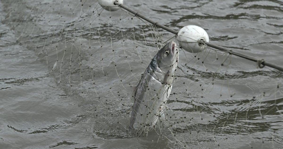 Court affirms split federal-state salmon management system for Alaska’s Cook Inlet
