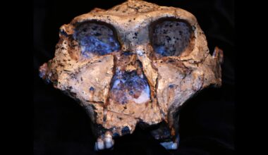 New clues from two million-year-old tooth enamel tell us more about an ancient relative of humans