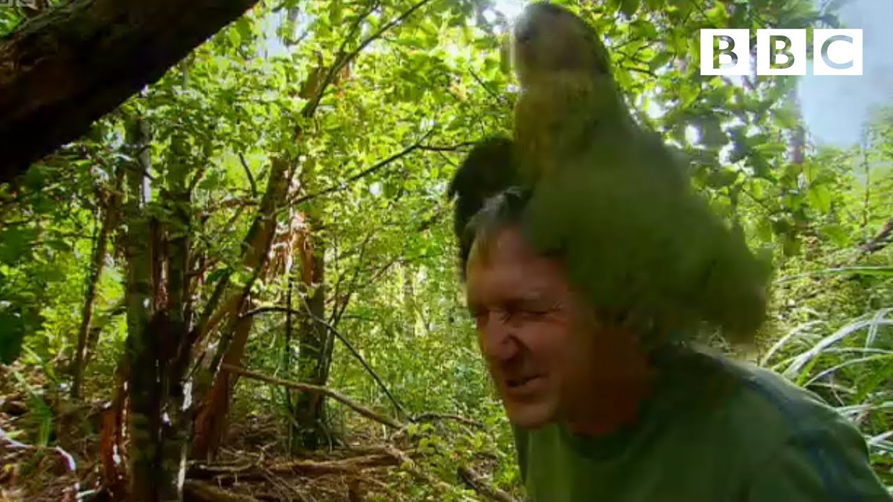 Shagged by a rare parrot | Last Chance To See - BBC - YouTube