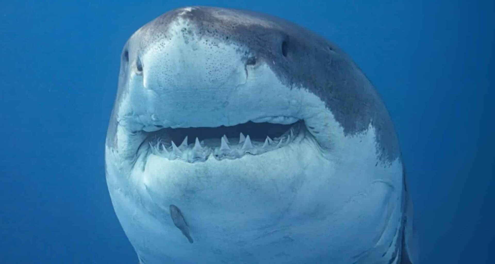 Great White Shark