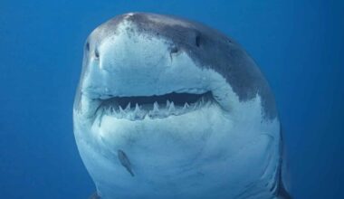 Great White Shark