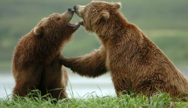 Alaska Board of Game approves revived program for culling bears on caribou grounds