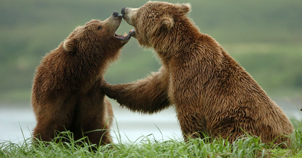 Alaska Board of Game approves revived program for culling bears on caribou grounds