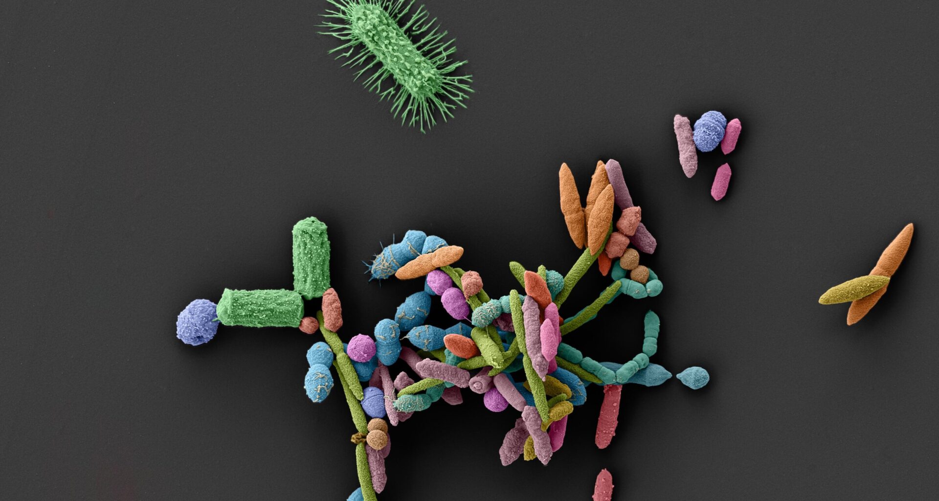 How common medications clear the way for pathogens