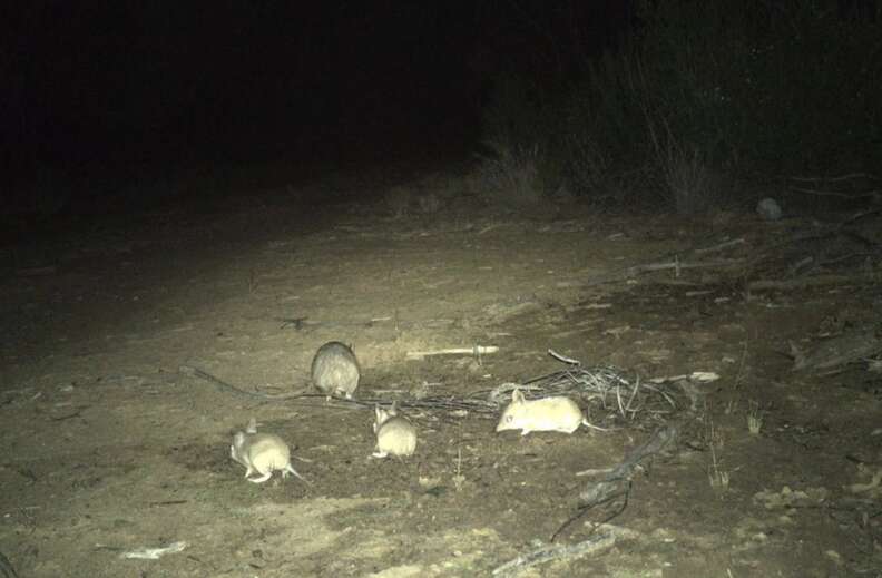 bandicoots