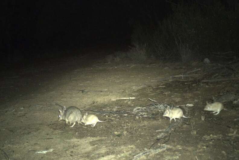 bandicoots 