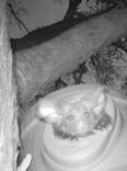 Adorable, Extremely Rare Animal Thrills Researchers When She Appears On Hidden Cam