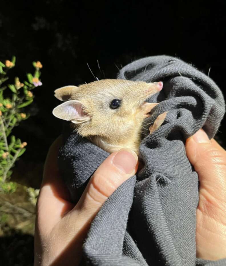 bandicoot