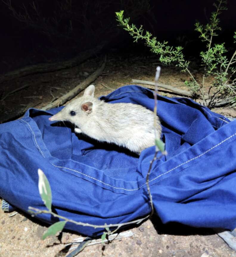 bandicoots