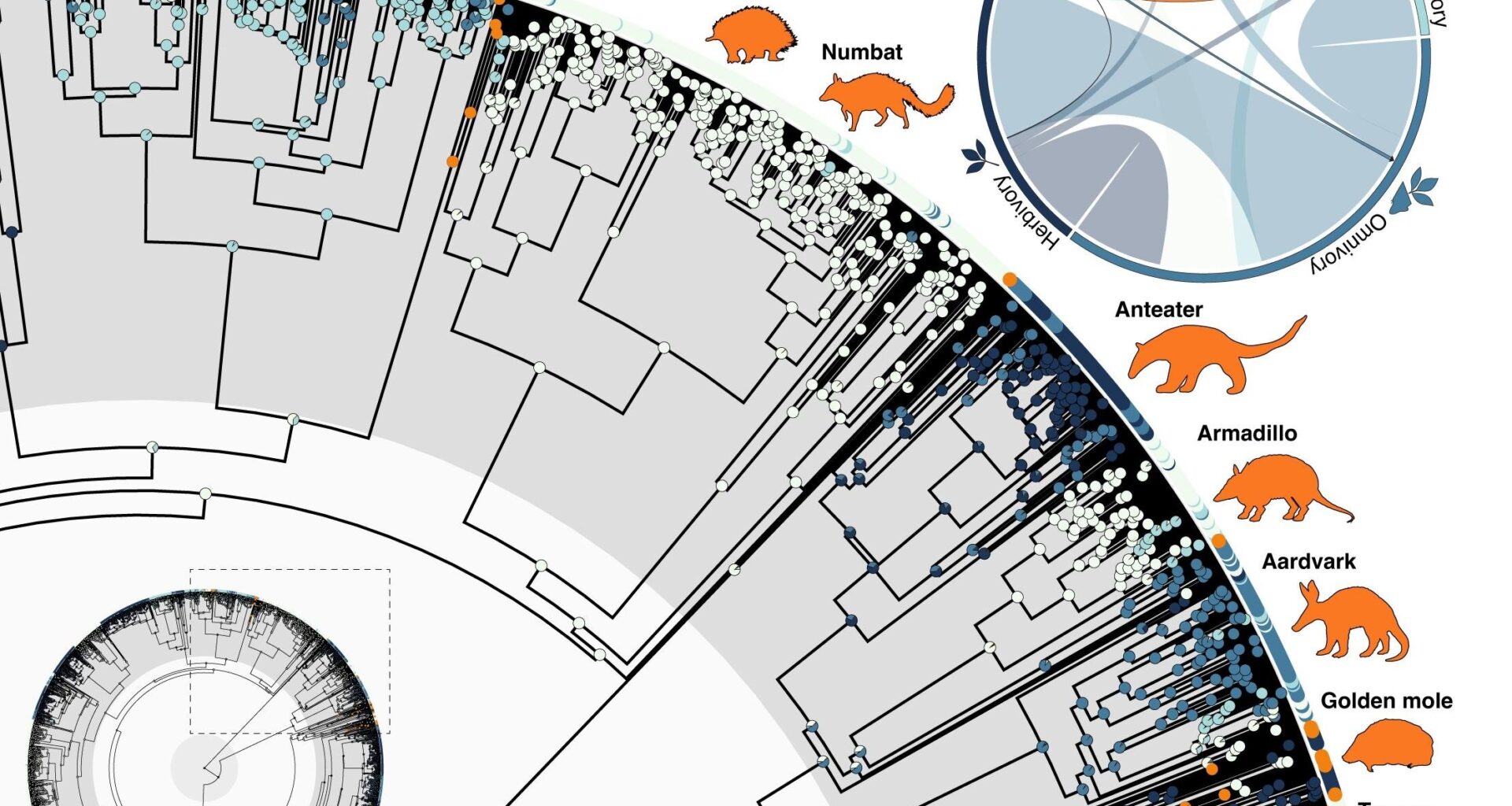 Mammals have evolved into ant eaters 12 times since the dinosaur age, study finds