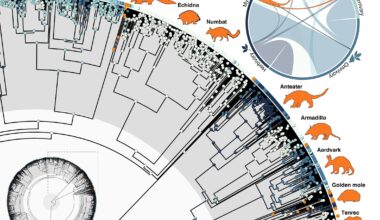 Mammals have evolved into ant eaters 12 times since the dinosaur age, study finds