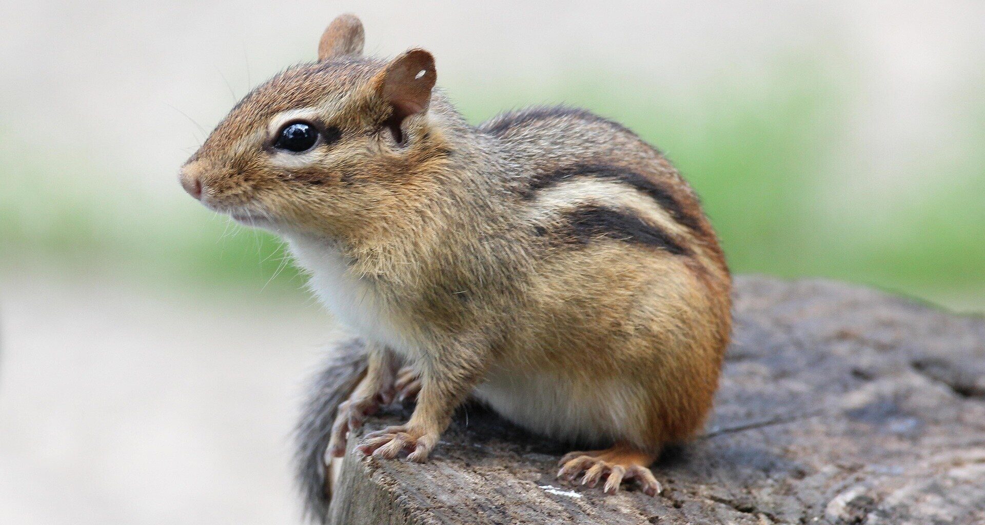 Museum study shows human impact on chipmunks and voles in Chicago