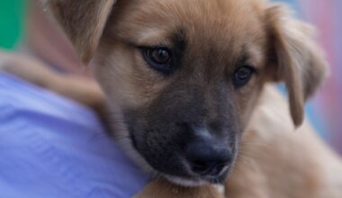 A black and brown dog being held by a volunteer
