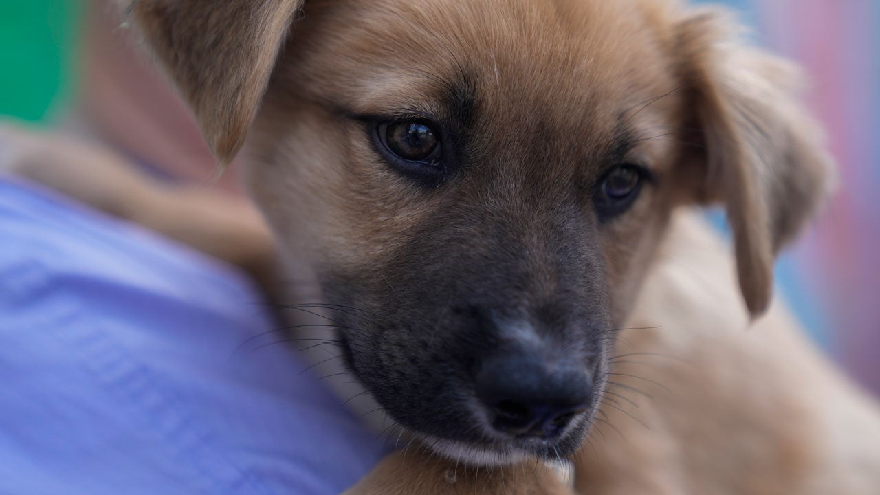 A black and brown dog being held by a volunteer