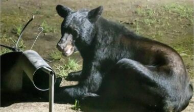 Black Bear Spotted In St. Mary’s County; Officials Urge Caution