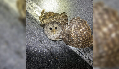 Sad Update On Earl The Owl: Raptor Rescue Vows To Keep Saving As Many As They Can
