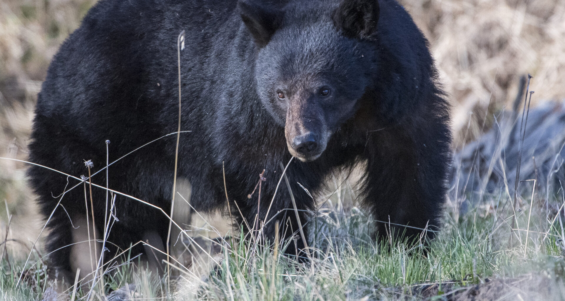 Black bear