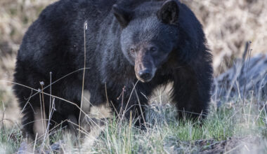 Black bear