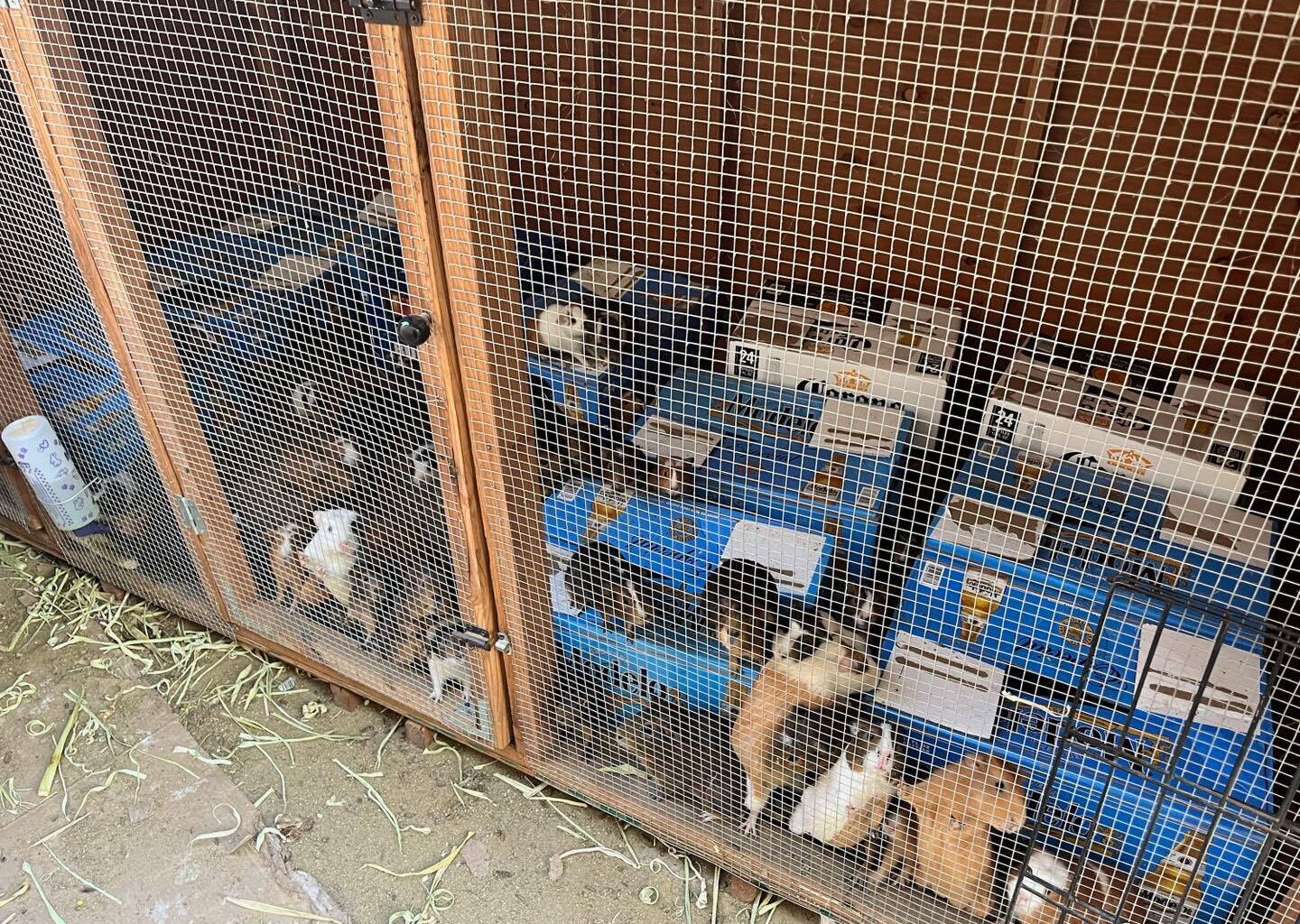 Groups helping rehome hundreds of guinea pigs found in LA house