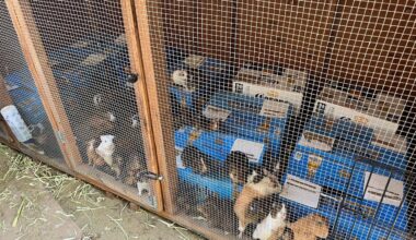 Groups helping rehome hundreds of guinea pigs found in LA house