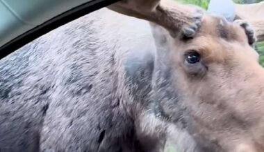 Have You Seen This? Moose wants to hitch a ride