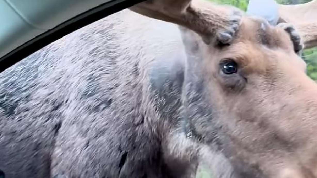 Have You Seen This? Moose wants to hitch a ride